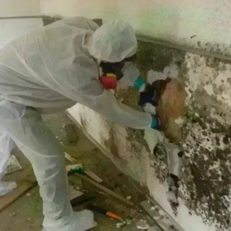 Mold Remediation and Removal in Milton, LA